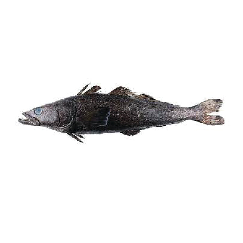 Porción de Mero Austral Congelado — Chilean Seabass