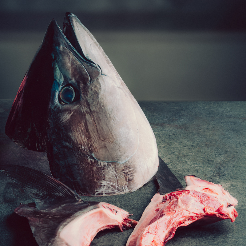 Cabeza Atún aleta azul