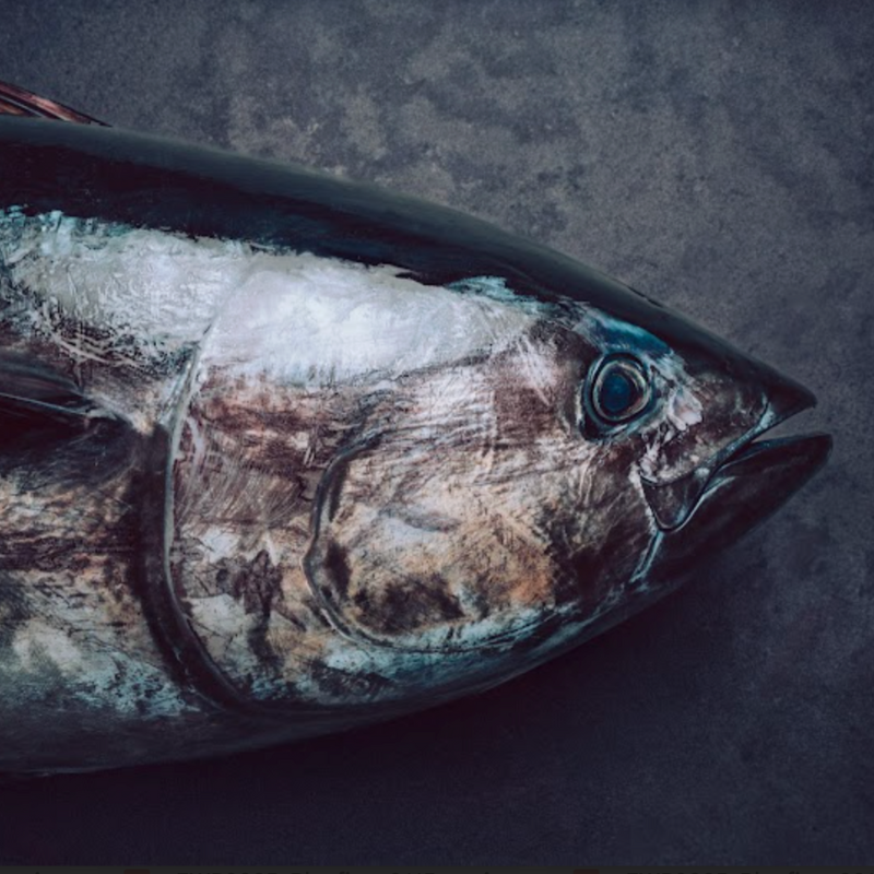 Cabeza Atún aleta azul