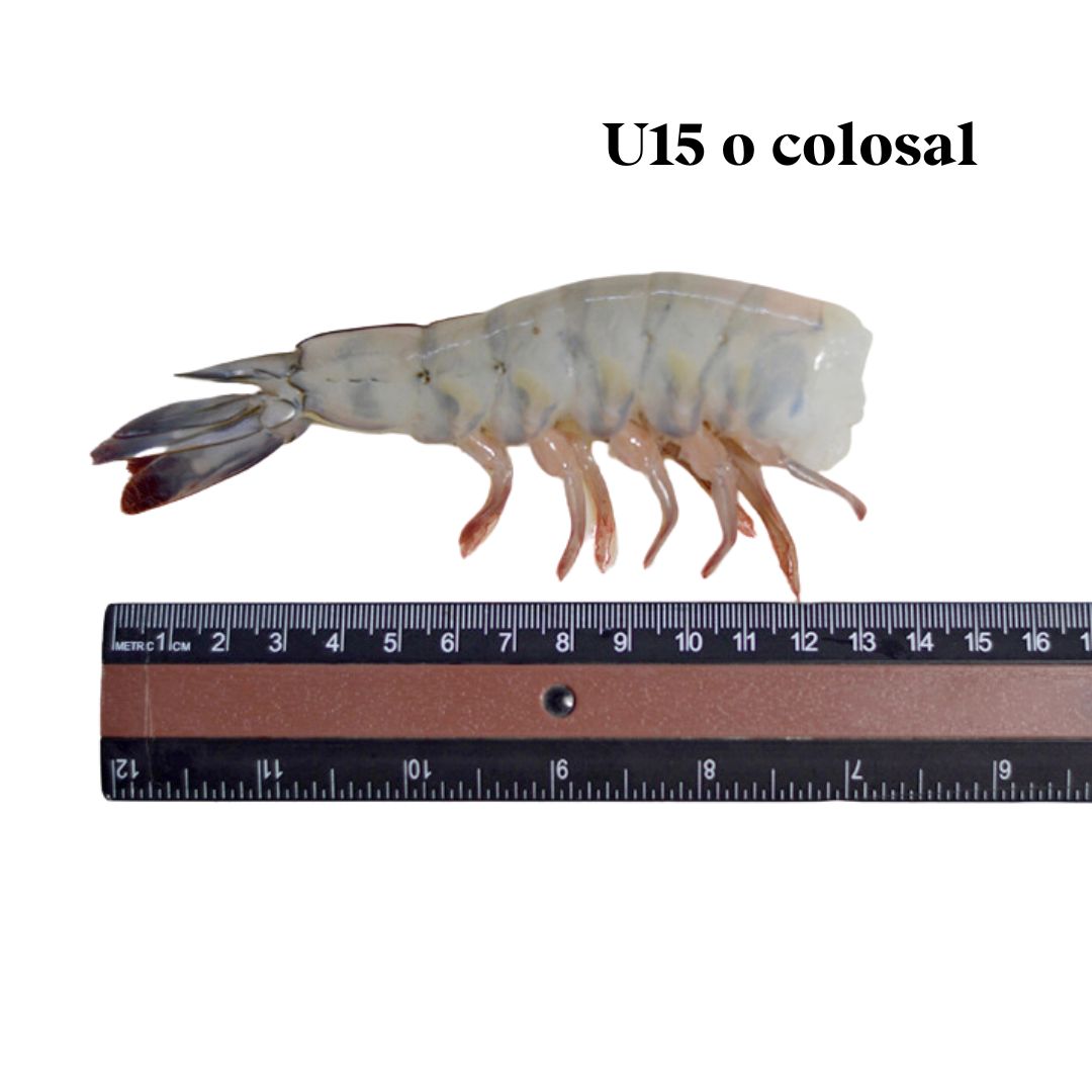 Camarón Jumbo U15 Cola con Cáscara Ecuatoriano (1,8kg)