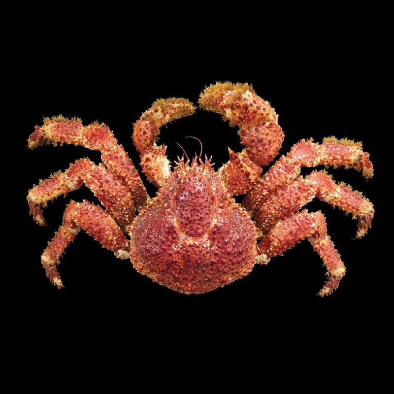 Carne de Centollón 500g