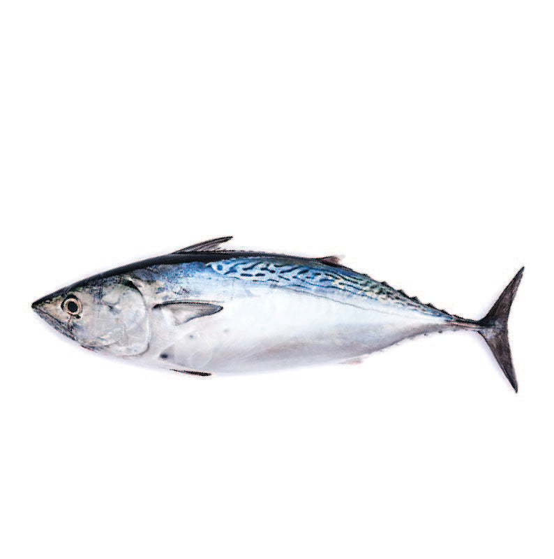 Bonito filete fresco