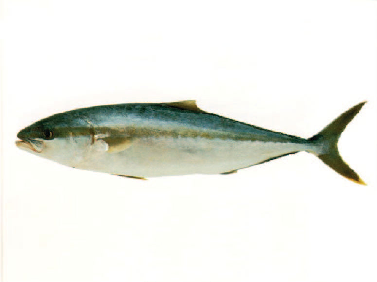 Palometa filete Fresco