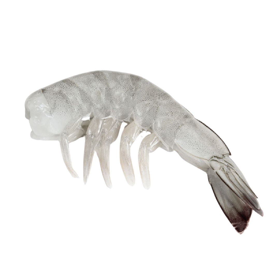Camarón Jumbo U15 Cola con Cáscara Ecuatoriano (1,8kg)