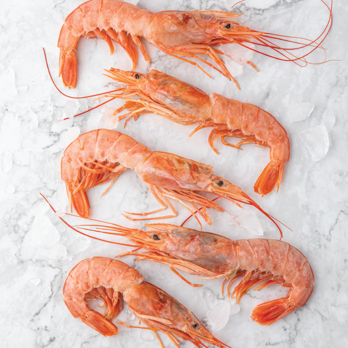 Langostino patagónico