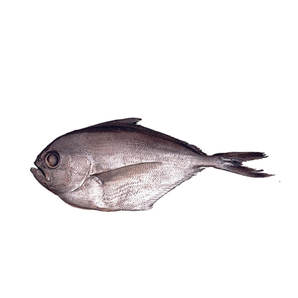 Reineta filete congelado