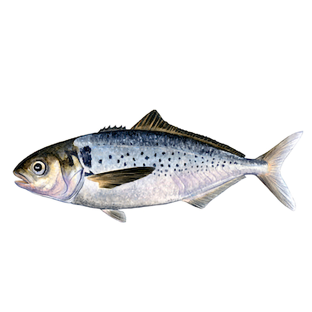 Cojinova filete fresca sin piel