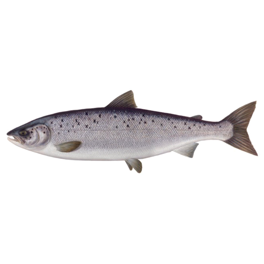 Salmón Sin Piel Congelado Premium 2/3Lb