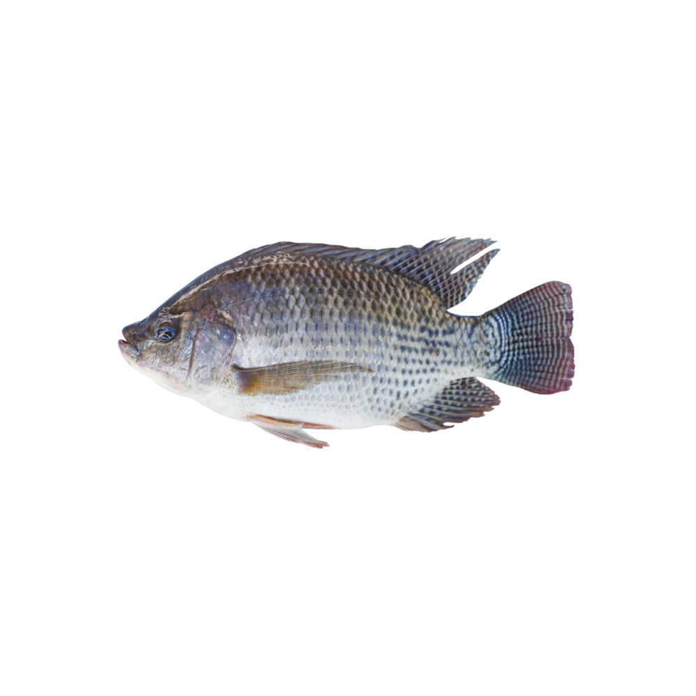 Filete de Tilapia Congelado (200g aprox.)
