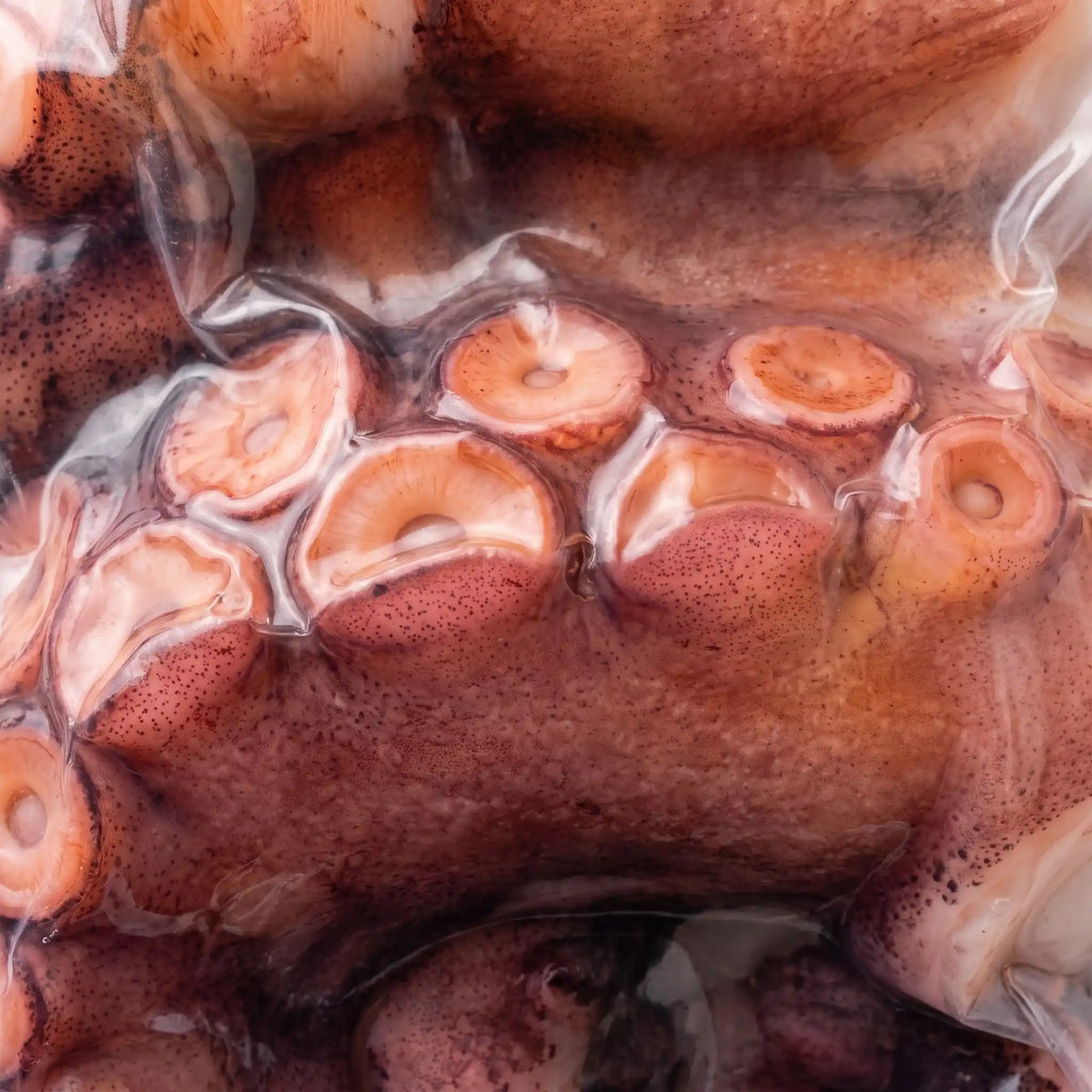 Tentáculos de Pulpo Cocido (300g)
