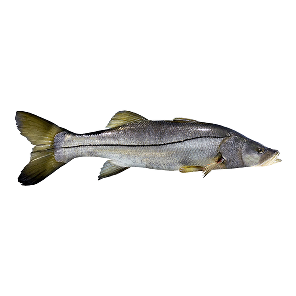 Filete Róbalo congelado | South Wind