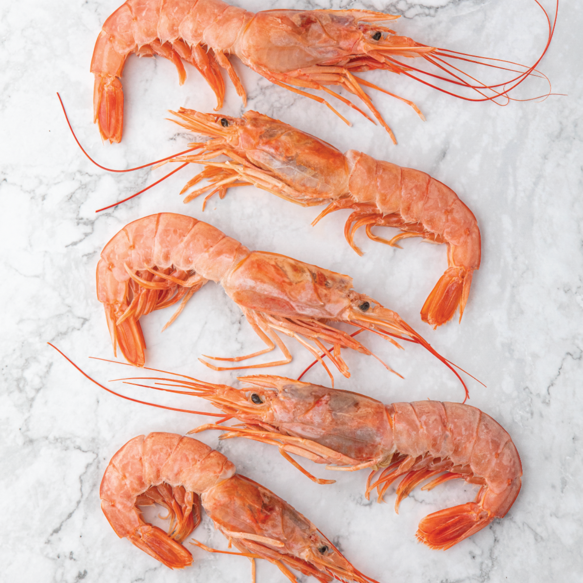 Langostino patagónico